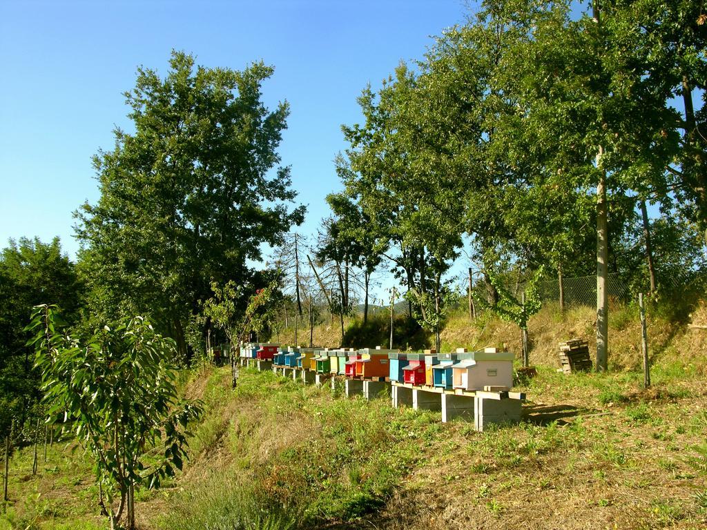 Agriturismo Angio Nel Cere Bracelli ภายนอก รูปภาพ